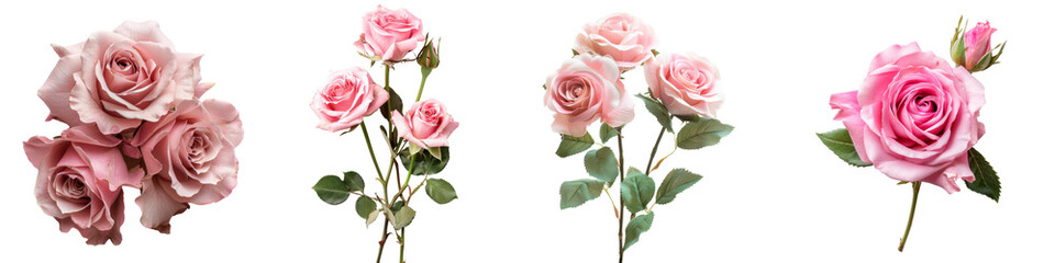 Collection Pink roses isolated on white or transparent background