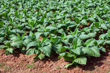 Tobacco field Tobacco plants are grown in rows in farmers' fields.