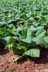 Tobacco field Tobacco plants are grown in rows in farmers' fields.