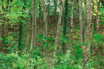 Fototapeta premium spring time greenery curly plants around trees bark seasonal forest landscape environment space