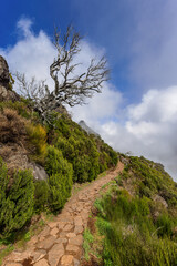 Fototapeta premium Bizarre dead tree in the mountain landscape at Pico Ruivo on Madeira, Portugal.