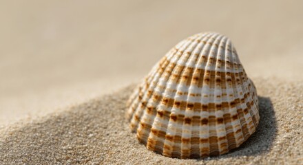 Close-up of seashell on sandy beach