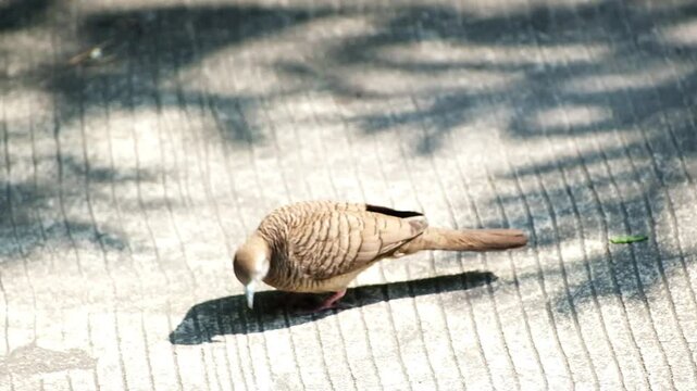 Zebra Dove bird wildlife walking in search of food on concrete road with sunny in tropical garden