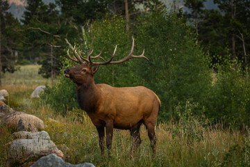 Side View of a Stag in the Forest, surrounded by Trees, Summer Day, Copy Space