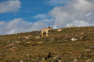 Obraz premium Coyote roaming on the Hunt in Rocky Mountain National Park, Copy Space