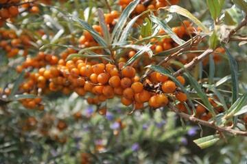 An einem Strauch wachsen Sanddornbeeren auf der Insel Helgoland-Düne im Spätsommer.