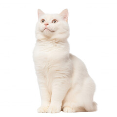 A fluffy white cat sitting gracefully with an inquisitive expression., isolated on a transparent background.