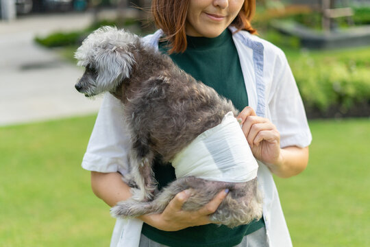 Senior Crossbreed dog wearing a diaper for urinary incontinence. Sick dogs cause problems with excretion so diapers are required for male dogs. Owner putting diapers on her pet.