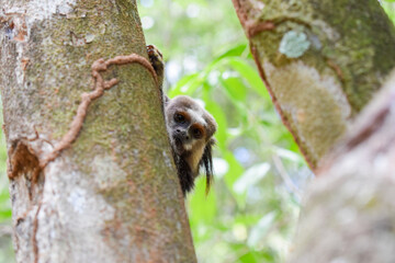 Small marmoset monkey peeking from behind tree trunk in tropical forest