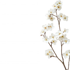 Fototapeta premium Delicate white blossoms on a slender branch evoke beauty and tranquility in nature., isolated on a transparent background.