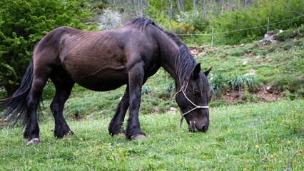 Asturian horse grazing peacefully in lush green meadow