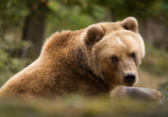 Obraz premium brown bear in zoo