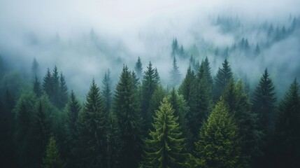 Fototapeta premium A misty forest landscape with dense evergreen trees enveloped in fog, creating a serene and tranquil atmosphere.