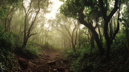 Fototapeta premium A misty forest path surrounded by lush greenery and trees, creating a serene and tranquil atmosphere.