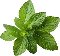 mint leaf bunch transparent PNG, isolated, cut-out