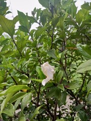 Jempiring flowers have a characteristic white flower crown neatly arranged between dark green leaves. The white color symbolizes purity and clarity of mind. Apart from that, jemiring flowers present b