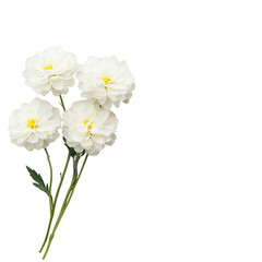 A beautiful bouquet of fresh white flowers perfect for any occasion., isolated on a transparent background.