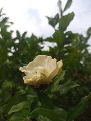 Jempiring flowers have a characteristic white flower crown neatly arranged between dark green leaves. The white color symbolizes purity and clarity of mind. Apart from that, jemiring flowers present b