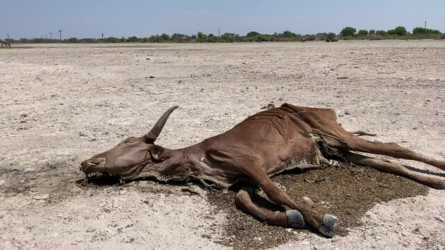 Ngamilland Botswana Africa Dec 8 2024. Dying cow due to drought and a no rain together with over grazing in this African country. 
