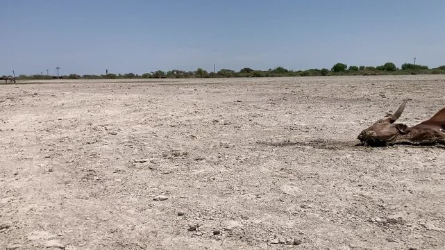 Ngamilland Botswana Africa Dec 8 2024. Dying cow due to drought and a no rain together with over grazing in this African country. 