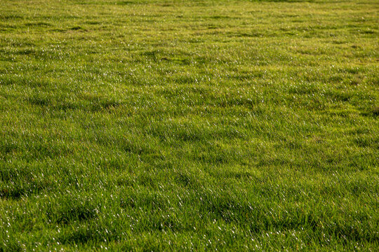 Lush Green Grass Field - Design Background Template