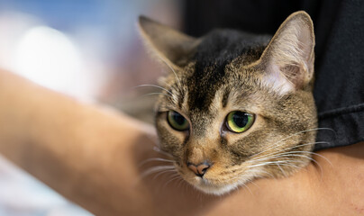 A charming tabby cat with expressive green eyes, nestled in an arm's 