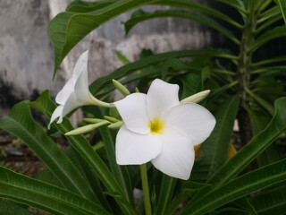 Fototapeta premium Plumeria pudica or frangipani bride white blooming flowers or kamboja pengantin