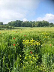 Obraz premium Tranquil countryside landscape with vibrant wildflowers, poppies, green fields, and a bright blue sky