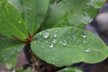 Raindrops on a leaf.