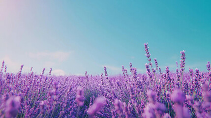 Obraz premium Expansive Lavender Field Underneath a Clear Blue Sky on a Sunny Day