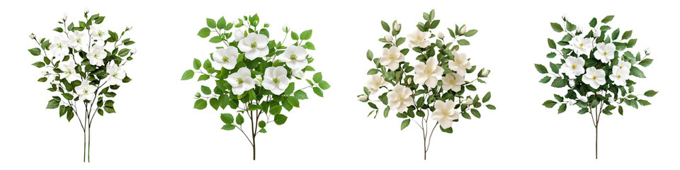 Obraz premium Beautiful blooming white Christmas rose flowers growing in a lush ornamental garden bush Festive floral display with green foliage and petals for holiday