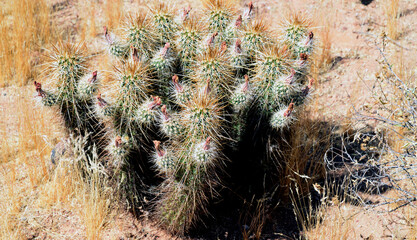 Hedge Hog cactus