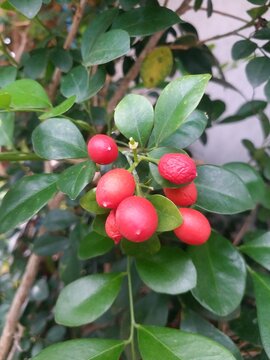 Triphasia or kingkit lime ranti decoration plant