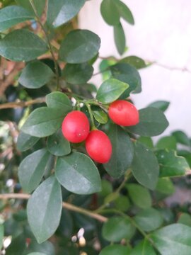 Triphasia or kingkit lime ranti decoration plant