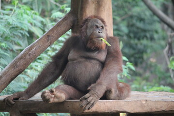 Orang Utan Dazing Off