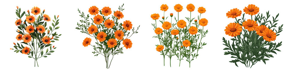 Fototapeta premium Vibrant Orange Calendula Bush with Beautifully Blooming Flowers in a Botanical Style The Image Shows a Lush Flourishing Calendula Plant with Bright Orange Petals and Greenery