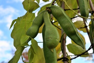 Sword bean in Mukojima-Hyakkaen Garden, Tokyo, Japan