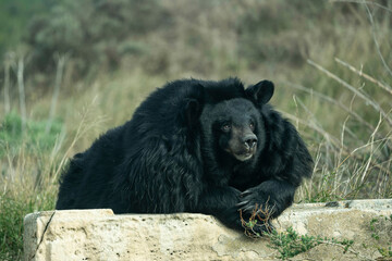 retrato de oso tibetano