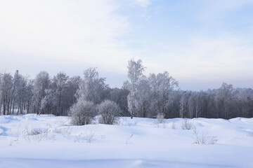 Snowy frosty forest. Beautiful view of snowy trees. Cold winter day