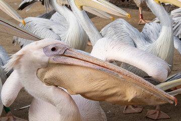 grupo de pelícanos comiendo