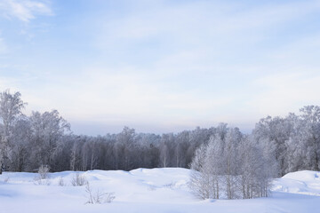 Snowy frosty forest. Beautiful view of snowy trees. Cold winter day