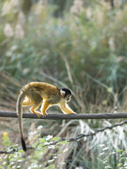 mono ardilla saimir&iacute;