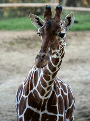 Obraz premium jirafa cara