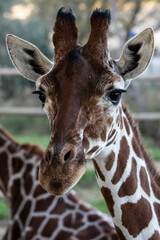 Obraz premium jirafa cara