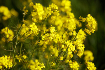 Close-up view of vibrant yellow flowers, likely rapeseed, with blurred background.  Focus on detailed flower clusters and stems.  Springtime bloom.