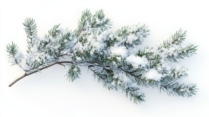 Obraz premium Winter wonderland: A snow-dusted pine branch against a pristine white background.