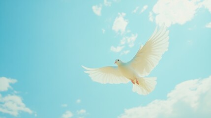 Fototapeta premium Majestic White Dove in Flight Against a Clear Blue Sky