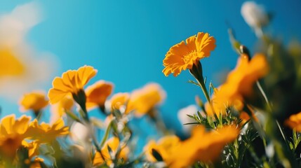 Obraz premium A field of yellow flowers with a blue sky in the background