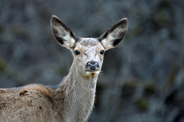 Young female red deer