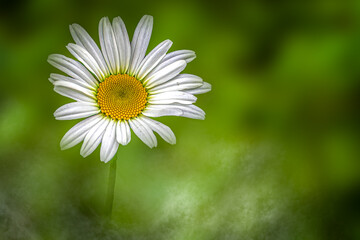 Obraz premium White Daisy Flower with Green Background